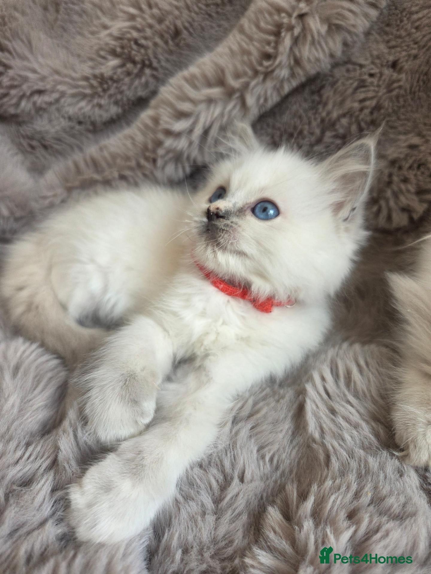 Ragdoll cats 🏆GCCF REG. EXTENSIVELY TESTED RAGDOLL KITTENS🌟 - Advert 2