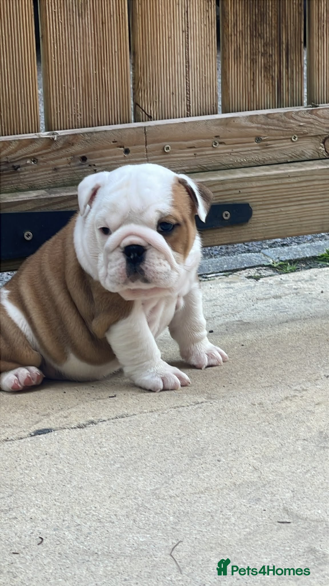English Bulldog dogs  KC British Bulldog female puppy for sale - Advert 2