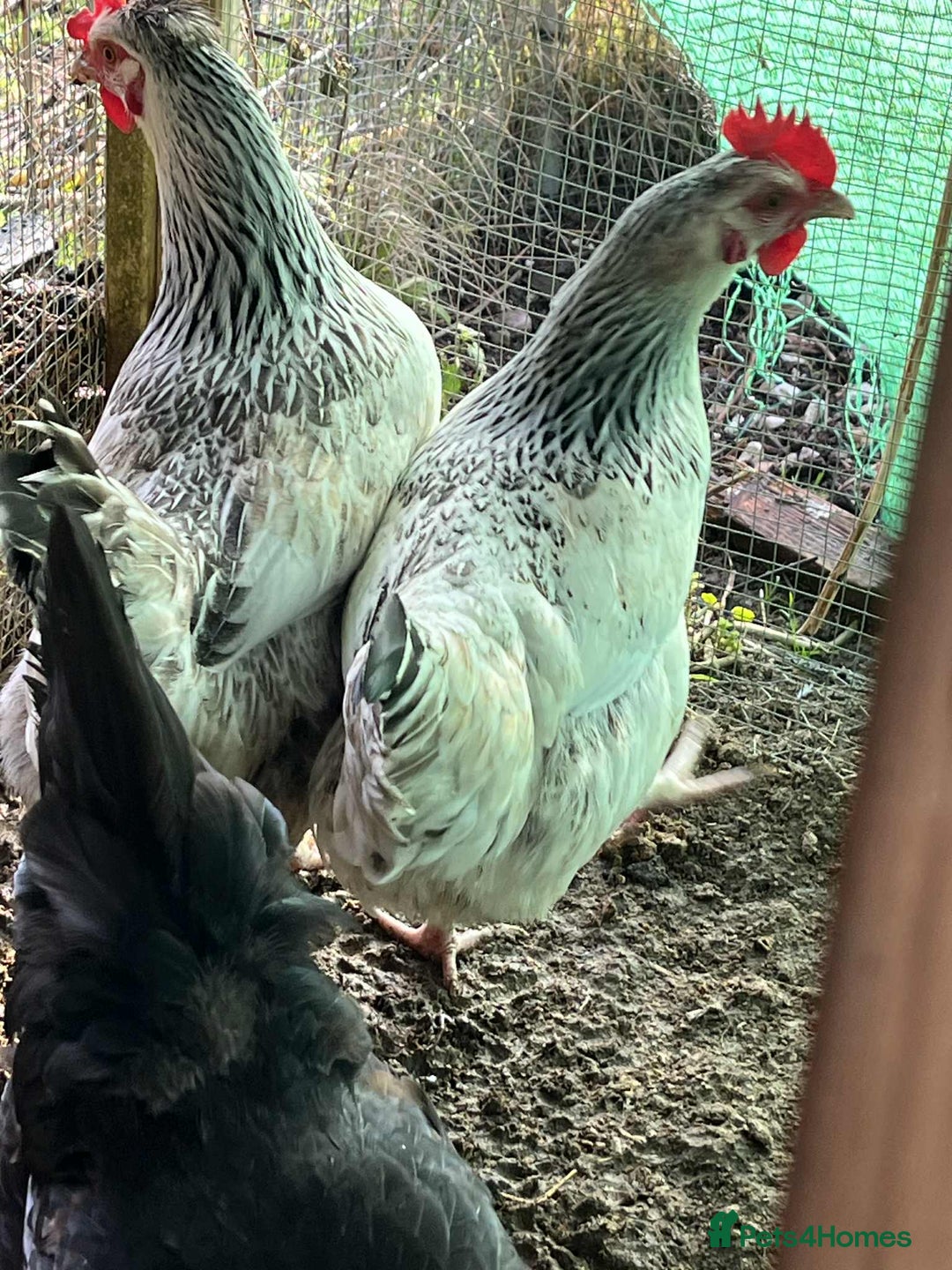 Chickens poultry for sale: Chickens for sale - Advert 1