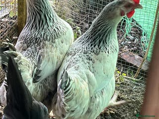 Chickens poultry Chickens for sale - Advert 1