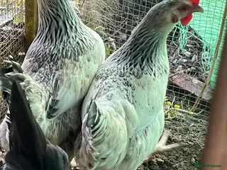 Chickens poultry Chickens for sale - Advert 4