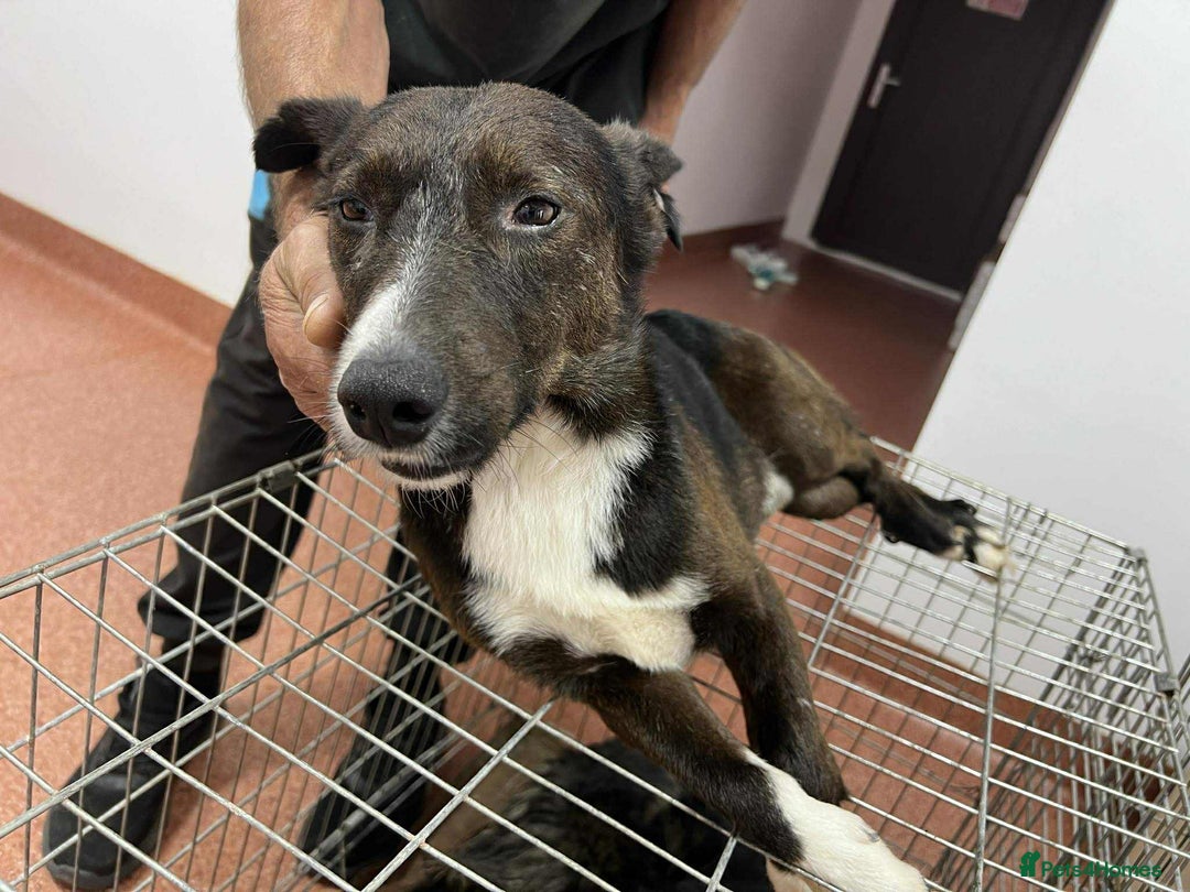 Mixed Breed dogs for adoption: Ronnie 3yr old munchkin!  - Image 1