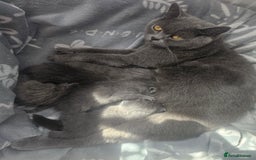 British Shorthair cats for sale: Bella  - Image 4