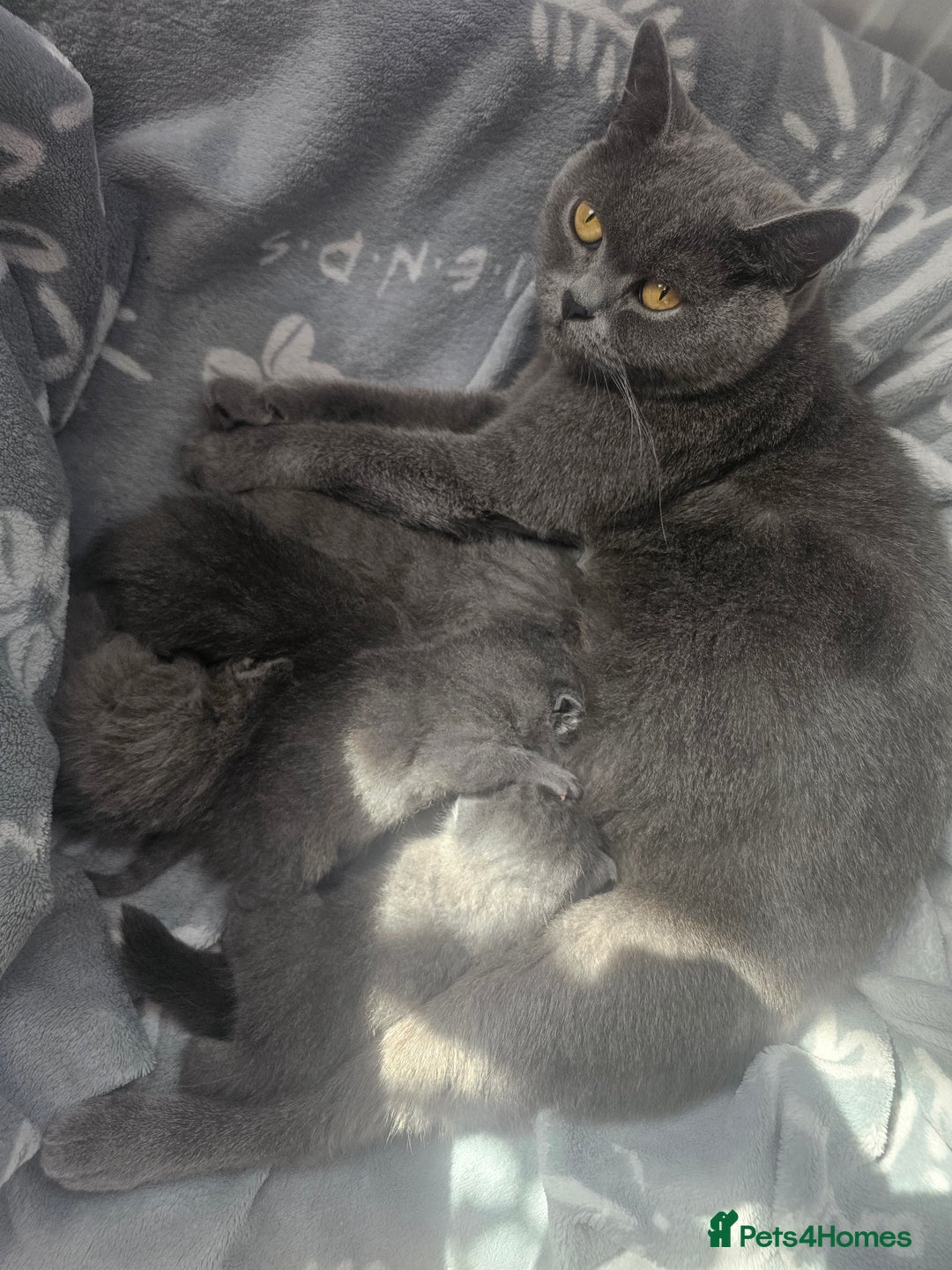 British Shorthair cats for sale: Bella  - Image 4