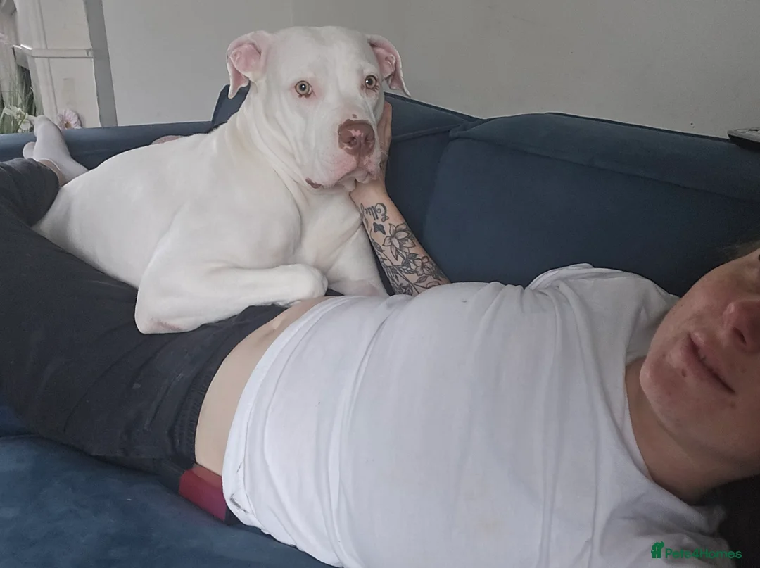 Mixed Breed dogs for sale: Dolly  - Advert 3