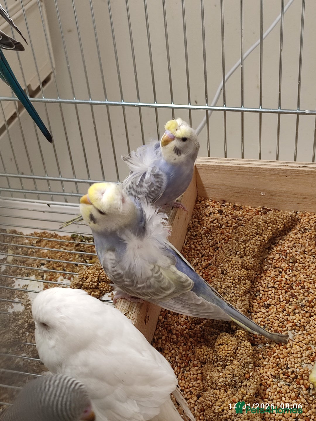 Budgerigars birds for sale: Budgies  - Advert 6