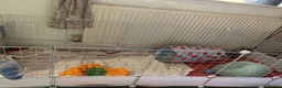 Guinea Pig rodents for sale: Klaus and Ernie  - Advert 4