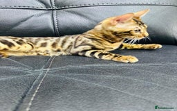 Bengal cats for sale: Exceptional European Tica registered male Bengal   - Image 7