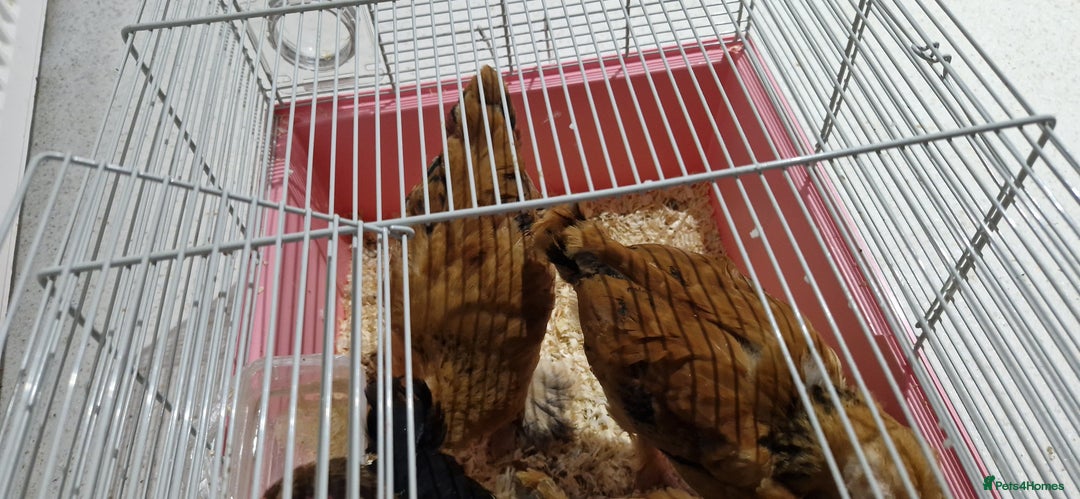 Chickens poultry for sale: Peckin Chicken 4x - Image 3