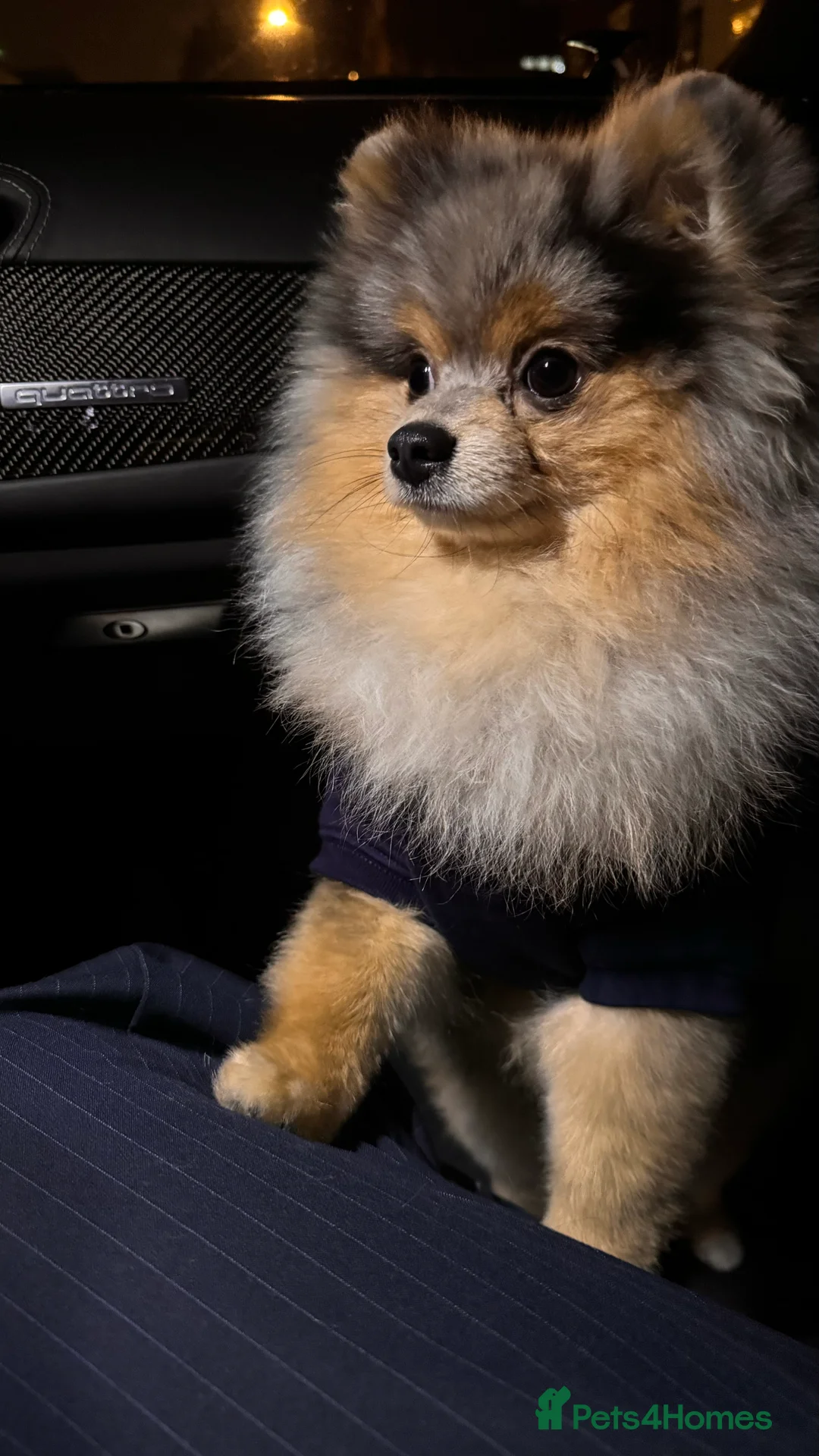 Pomeranian dogs for stud: Rare Blue & Tan Merle Pomeranian Stud – London  - Advert 16