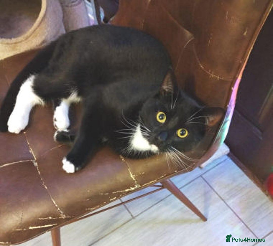 Mixed Breed cats for adoption: Bon bon - Advert 3
