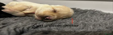 Girl - pink collar