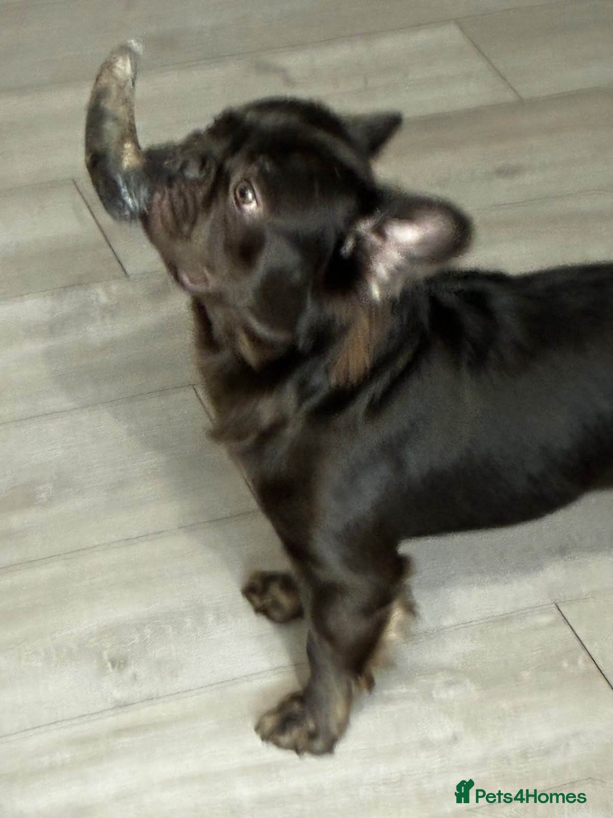 French Bulldog dogs Knight Konan ready to stud  - Advert 2