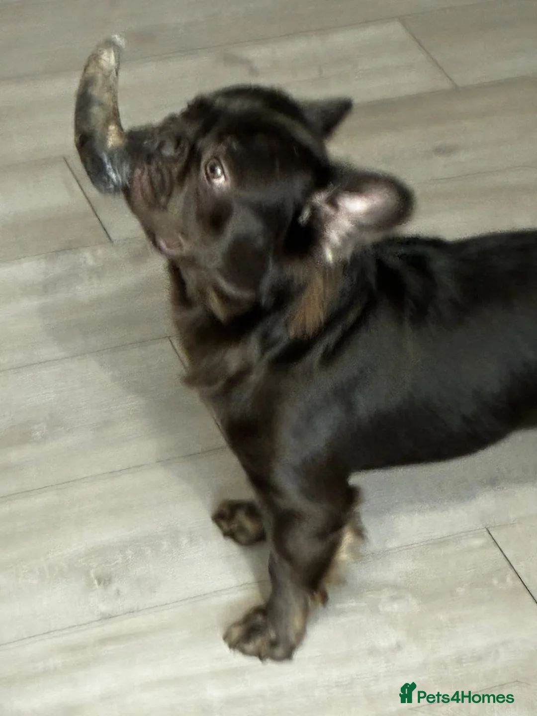 French Bulldog dogs for stud: Knight Konan ready to stud  - Advert 2