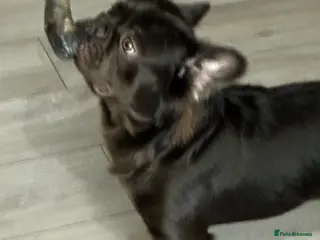 French Bulldog dogs Knight Konan ready to stud - Advert 2