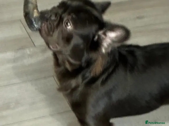 French Bulldog dogs Knight Konan ready to stud - Advert 2