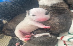 English Bull Terrier dogs for sale: Stunning Champion sired Bull Terriers pups (MALE)  - Image 11