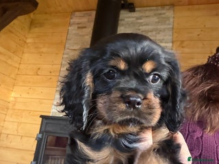 Cavalier King Charles Spaniel dogs Beautiful cavalier King Charles boys - Advert 1