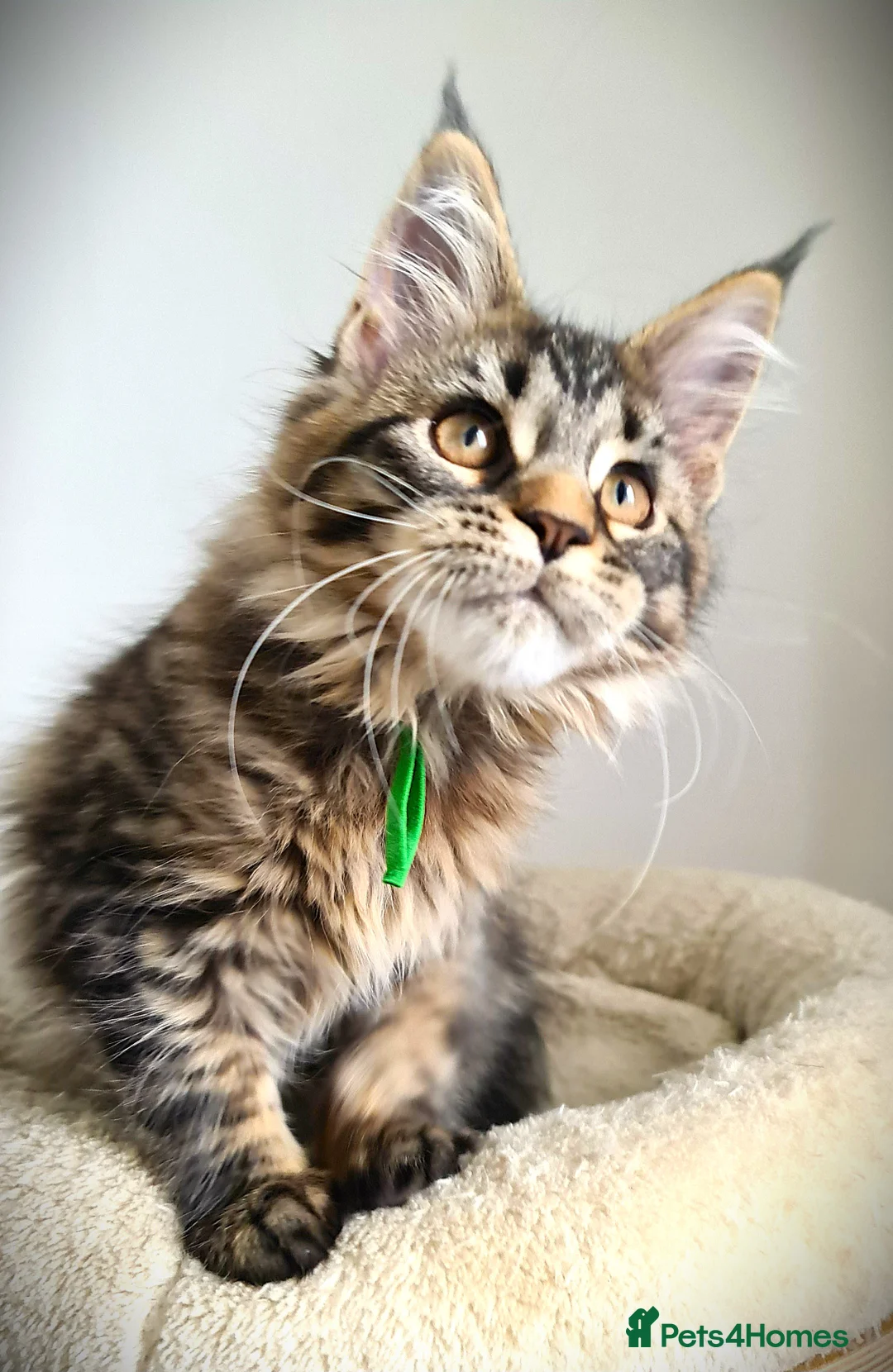 Maine Coon cats for sale: STUNNING 4️⃣ PEDIGREE MAINE COON KITTENS READY ❗❗❗ - Advert 7