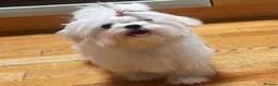 Maltese dogs for sale: Bambelina~ Simply The Best~ Korean Maltese in Stratford-upon-Avon - Advert 24