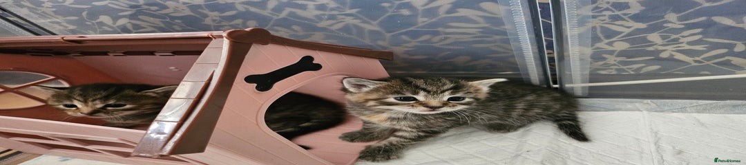 European Kitten 4