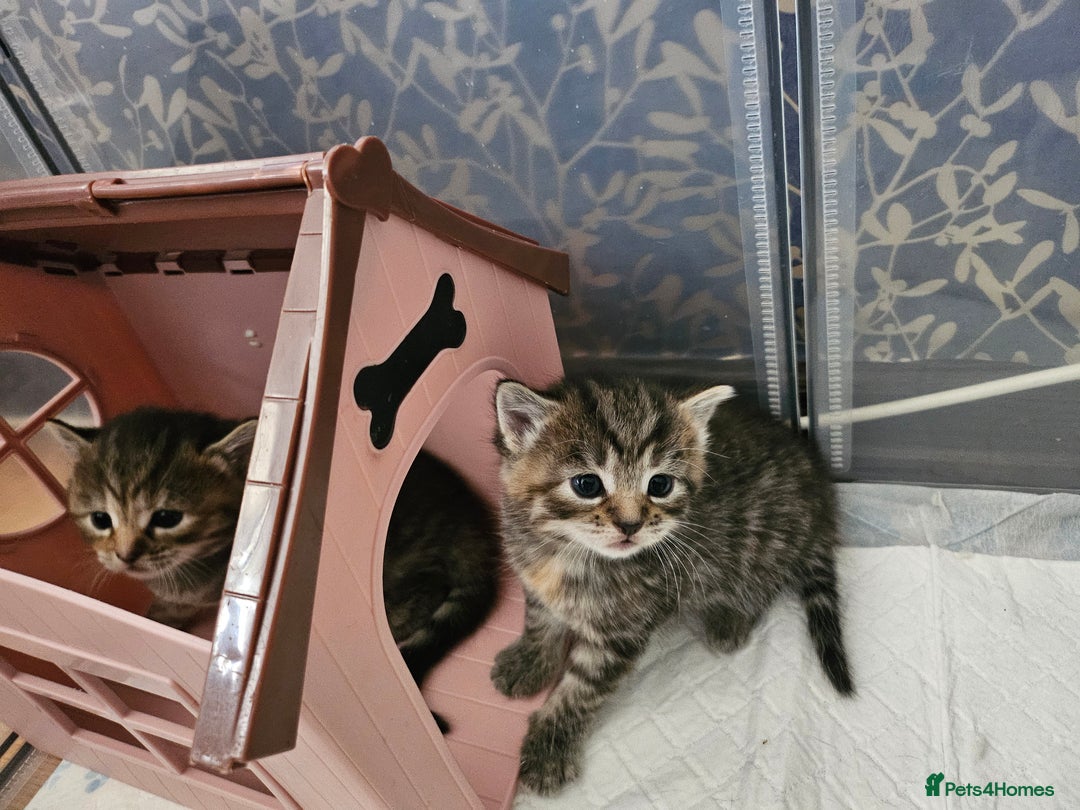 European cats for sale: 4 beautiful kittens looking for the New 🤎 home  - Image 11