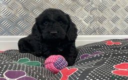 Cockapoo dogs for sale: F1 Cockapoo puppies for sale  - Image 1