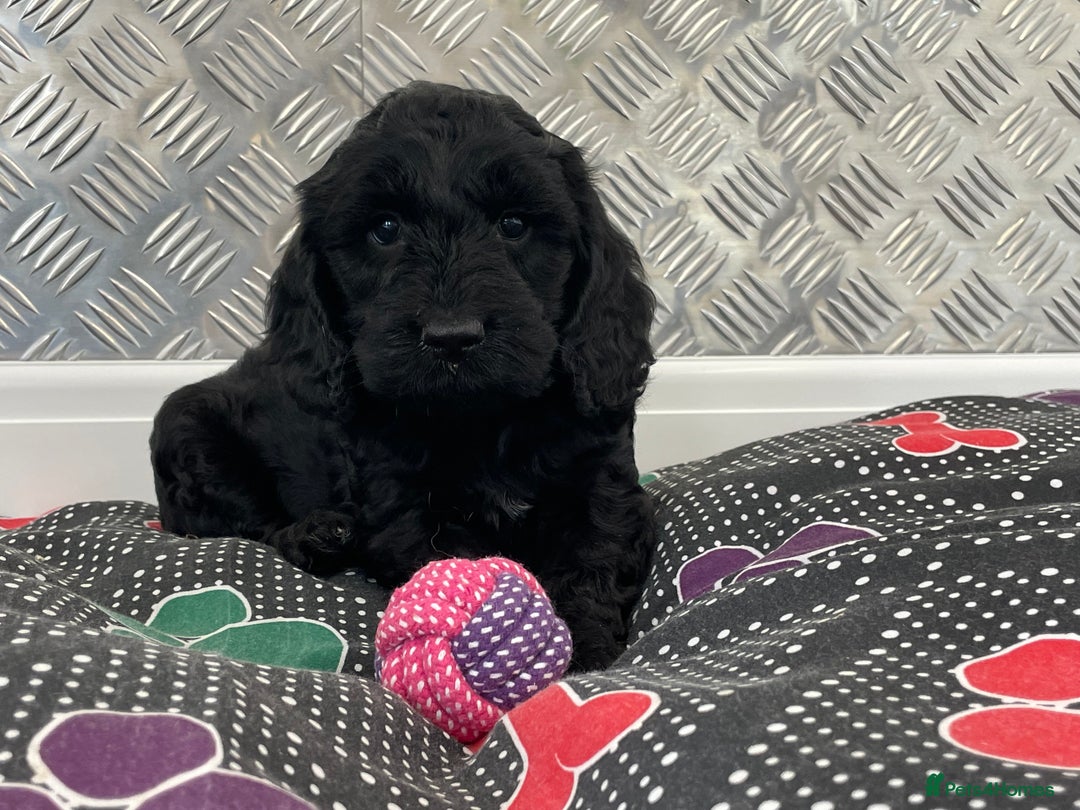 Cockapoo dogs for sale: F1 Cockapoo puppies for sale  - Image 1