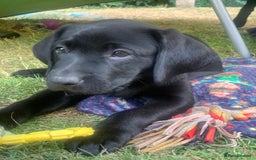 Labrador Retriever dogs for sale: KC Labrador puppies Ready now 🐾Fully vaccinated  in Skegness - Image 2