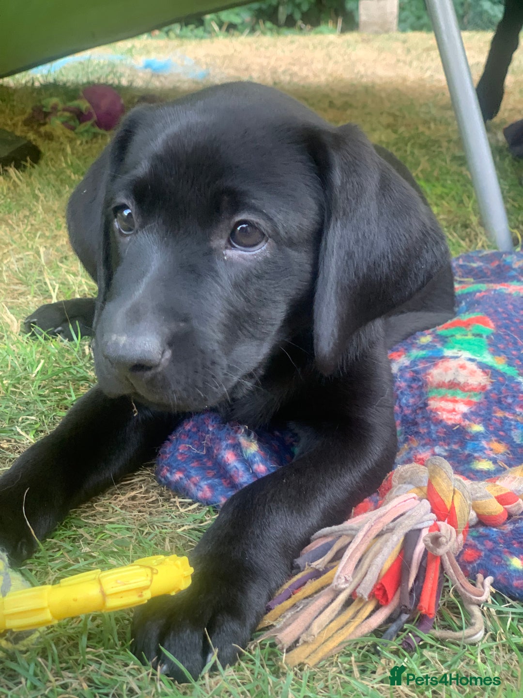 Labrador Retriever dogs for sale: KC Labrador puppies Ready now 🐾Fully vaccinated  in Skegness - Image 2