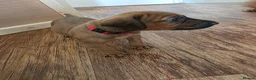 Rhodesian Ridgeback dogs for sale: X1 Girl Ready to Leave 16th June  - Advert 9