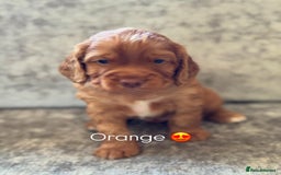 Cocker Spaniel dogs for sale: 🐾 Cocker Spaniel Puppies – Great FTC bloodlines - Image 3