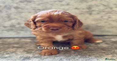 Cocker Spaniel dogs - Advert 4