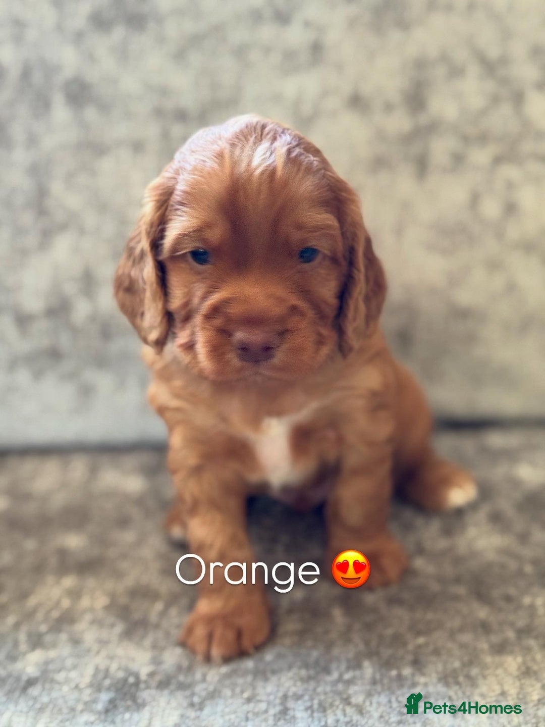 Cocker Spaniel dogs for sale: 🐾 Cocker Spaniel Puppies – Great FTC bloodlines - Image 3