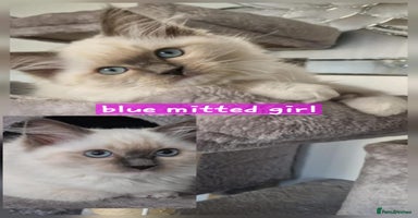 Ragdoll cats - Advert 11