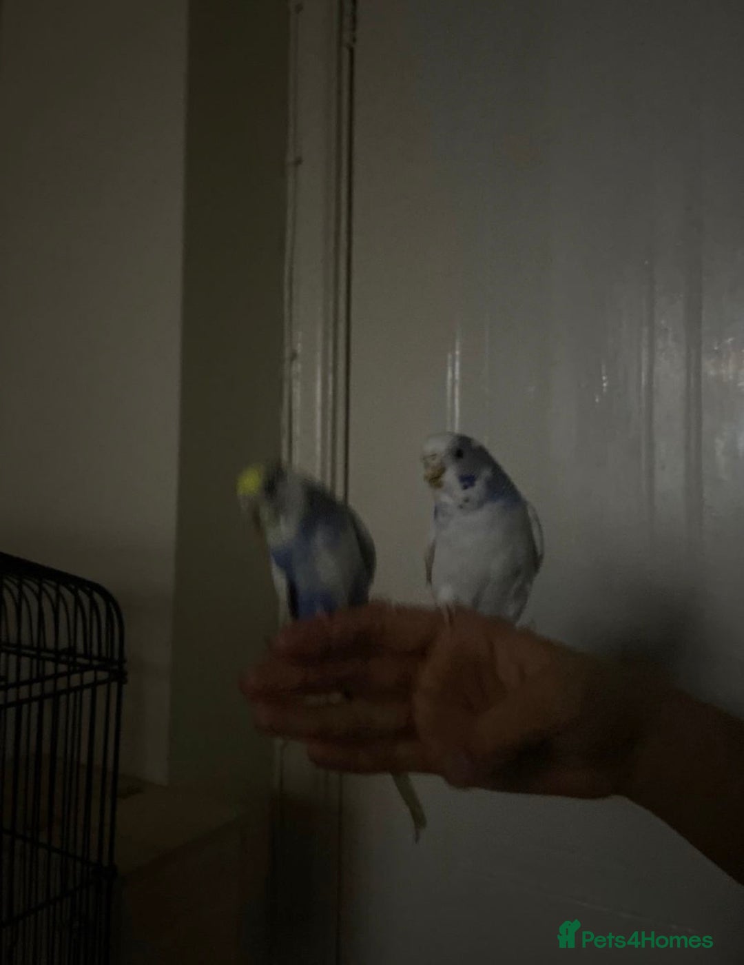 Budgerigars birds for sale: Lonely beautiful budgies (Sold together) - Advert 12