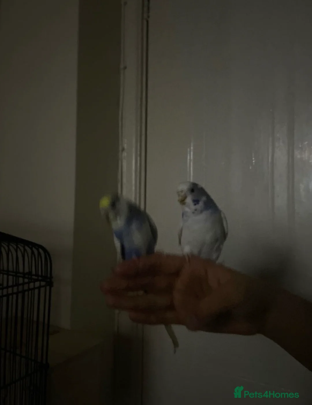 Budgerigars birds for sale: Lonely beautiful budgies (Sold together) - Advert 12