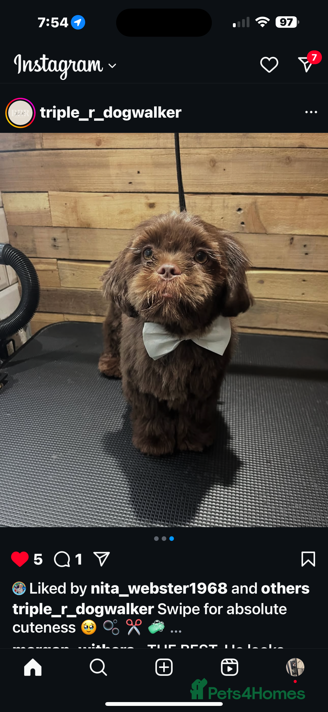 Shih Tzu dogs Brown Shih Tzu Stud Available - Advert 1