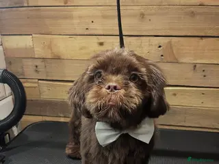 Shih Tzu dogs Brown Shih Tzu Stud Available - Advert 15