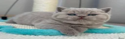 British Shorthair cats for sale: Adorable lilac/fawn British shorthair kittens - Advert 8