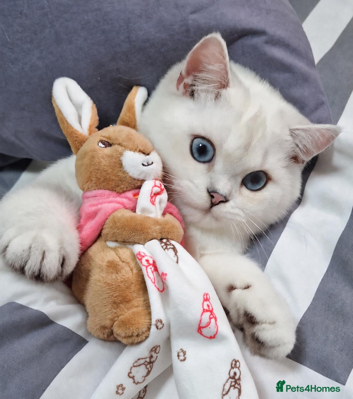 British Shorthair cats 💖TICA GOLDEN POINT & SILVER BSH KITTENS💖 - Advert 1