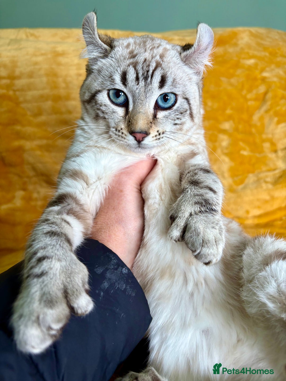 Keetso cats for sale: Super wild looking poly curled eared leopard  - Advert 14