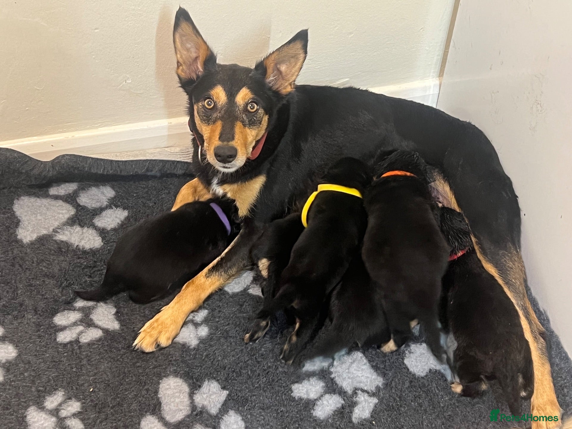 Mixed Breed dogs Border Collie x Kelpie Puppies - Advert 2