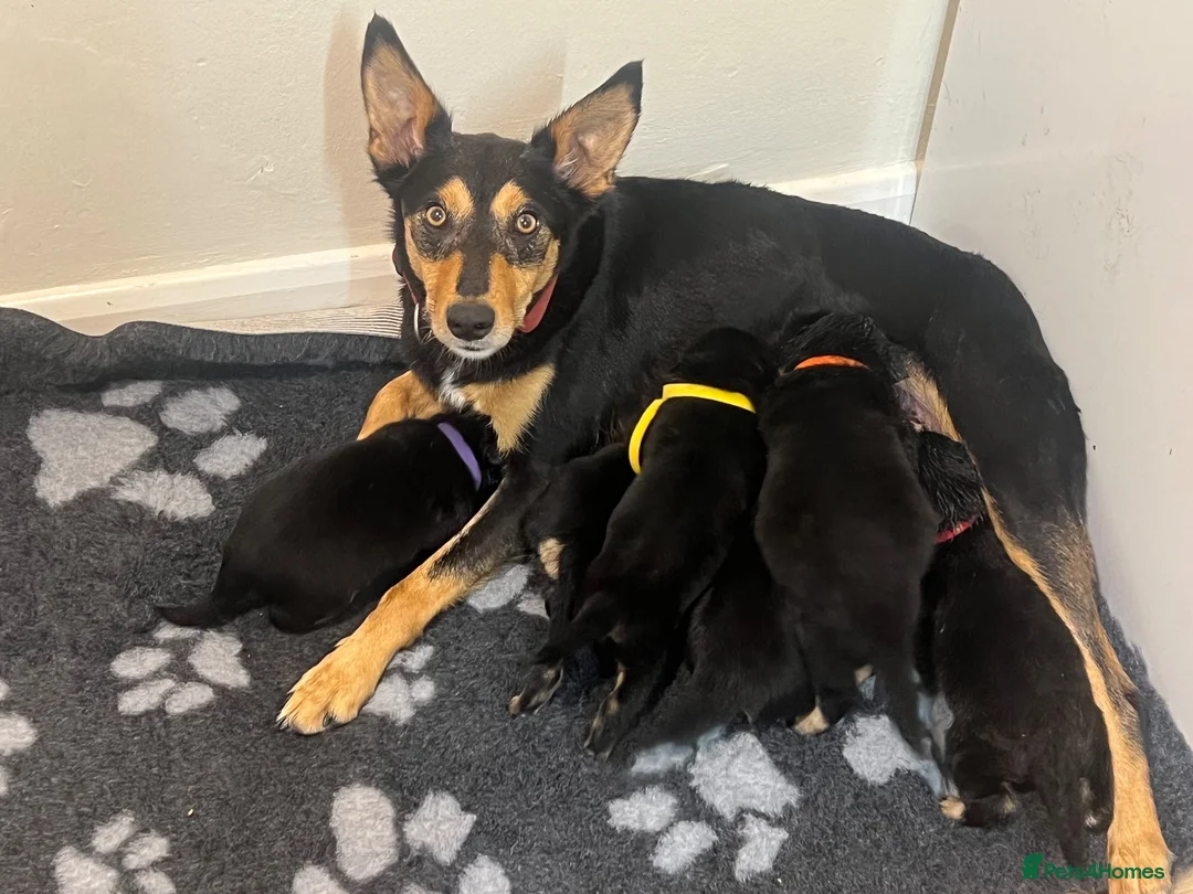 Mixed Breed dogs for sale: Border Collie x Kelpie Puppies in Caernarfon - Advert 1