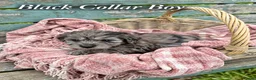Goldendoodle dogs for sale: Miniature Golden Doodles - Merle, Red & Black  - Advert 5