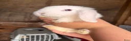 Mini Lop rabbits for sale: 3 white beauty’s for sale NEED TO GO  - Advert 35