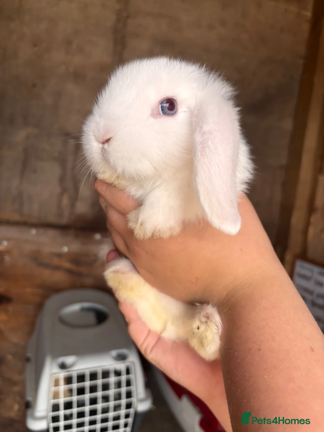 Mini Lop rabbits for sale: 3 white beauty’s for sale NEED TO GO  - Advert 35