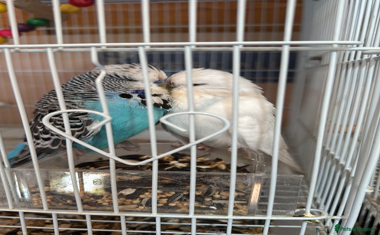 Budgerigars birds - Advert 3