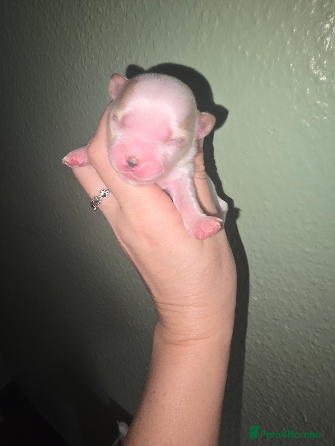 Yorkshire Terrier dogs for sale: wonderful puppies yorkshire terrier - Advert 9