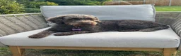 Labradoodle dogs for sale: Beautiful Chocolate Labradoodles  - Advert 12